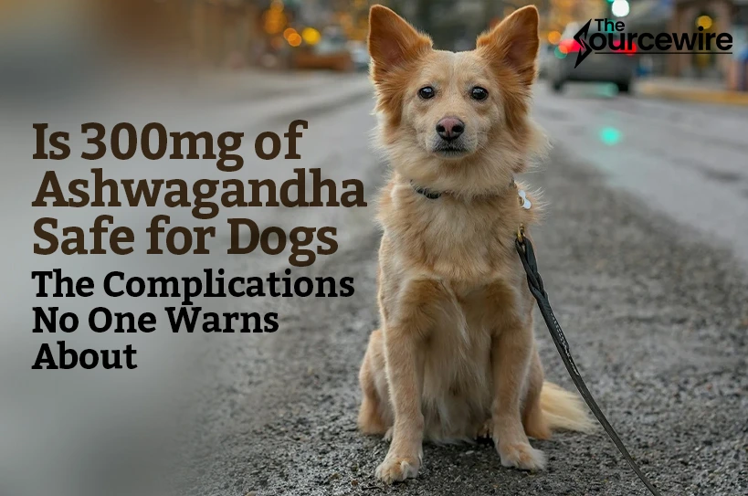 Is 300 mg of Ashwagandha Safe for Dogs