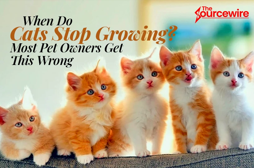 When Do Cats Stop Growing